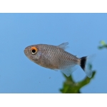 Red Eye Tetra - Image 2