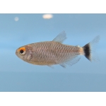 Red Eye Tetra - Image 1