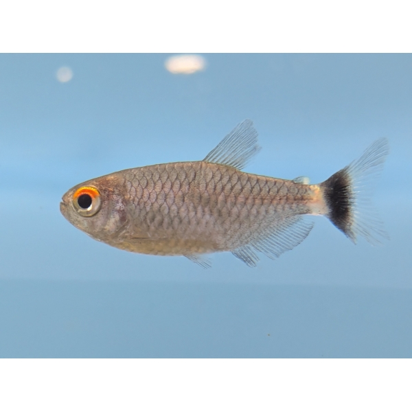 Red Eye Tetra The Fish Barn