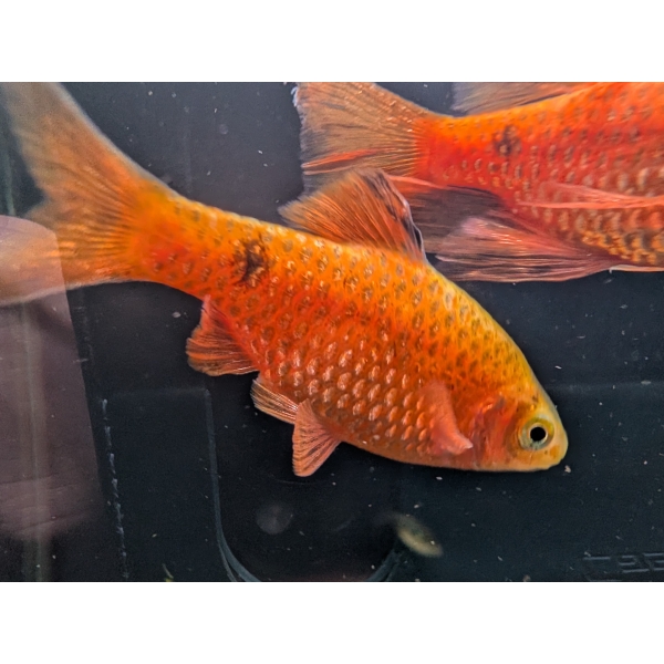 Neon Red Rosy Barb The Fish Barn