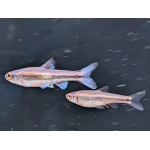 Rainbow Shiner - Image 1