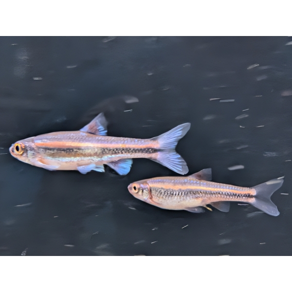 Rainbow Shiner The Fish Barn