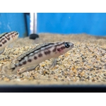 Masked Julie Julidochromis transcriptus - Image 1