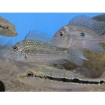 White Spotted Eartheater - Image 3