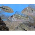 White Spotted Eartheater - Image 1