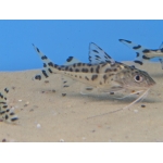 Pictus Catfish - Image 1