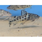 Pictus Catfish - Image 2