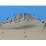Pictus Catfish - Image 3