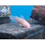 Albino Hoplo Catfish Hoplosternum thoracatum - Image 2