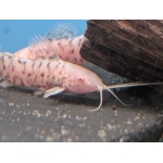 Albino Hoplo Catfish Hoplosternum thoracatum - Image 1
