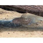 Albino Hoplo Catfish Hoplosternum thoracatum - Image 4
