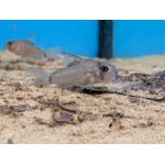 Bone Head Catfish - Image 1