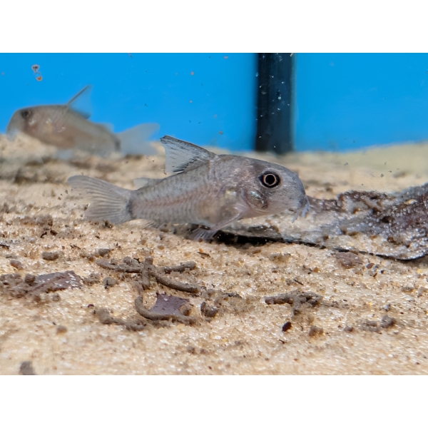 Bone Head Catfish The Fish Barn