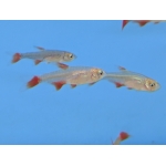 Bloodfin Tetra - Image 1