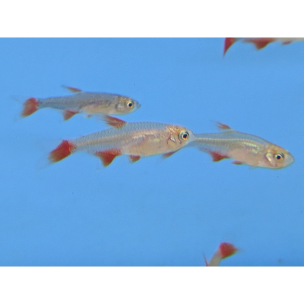 Bloodfin Tetra The Fish Barn