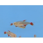 Bloodfin Tetra - Image 2