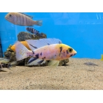 Yellow OB Peacock Large - Image 1