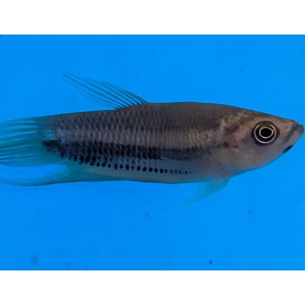 King/Prince Betta The Fish Barn