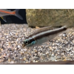 Pelvicachromis Sacrimontis F1 - Image 1