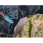 Bulldog Pleco - Image 1