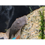 Bulldog Pleco - Image 2
