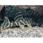 L129 Colombian Zebra Pleco - Image 2