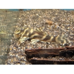 L129 Colombian Zebra Pleco - Image 3