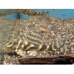 L129 Colombian Zebra Pleco - Image 1