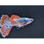 Mosaic Dumbo Guppy - Image 3