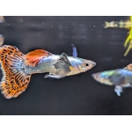Mosaic Dumbo Guppy - Image 2