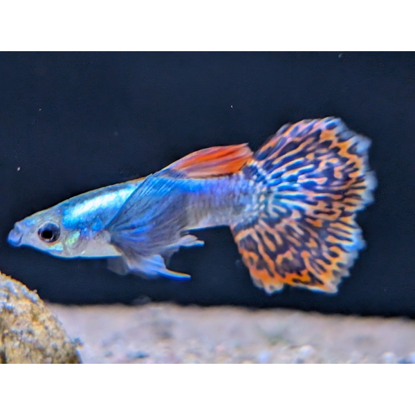 Mosaic Dumbo Guppy The Fish Barn
