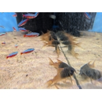 Rio Tomo Catfish Hoplisoma sp.CW217 - Image 2