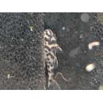 L174 Ocelot Pleco - Image 1