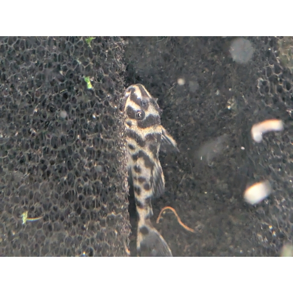 L174 Ocelot Pleco The Fish Barn