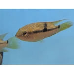 Super Orange Aequidens F1 - Image 3