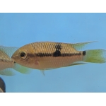 Super Orange Aequidens F1 - Image 1