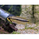 Apistogramma Cacatuoides Double Red - Image 1