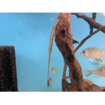 Twig Catfish Farlowella CF. Vittata The Fish Barn - Image 1