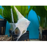 Platinum Angelfish (Pterophyllum scalare) - Image 4