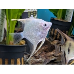 Platinum Angelfish (Pterophyllum scalare) - Image 2