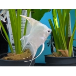 Platinum Angelfish (Pterophyllum scalare) - Image 3