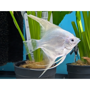 Platinum Angelfish (Pterophyllum scalare) The Fish Barn