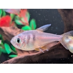 Flame Tetra Hyphessobrycon flammeus - Image 1