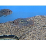 Gold Saum Andinoacara rivulatus - Image 1