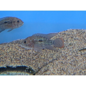 Gold Saum Andinoacara rivulatus The Fish Barn