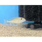 Rainbow Callochromis (Callochromis pleurospilus) - Image 1