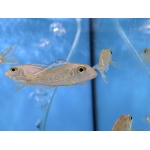 Rainbow Callochromis (Callochromis pleurospilus) - Image 2