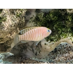 Multi Stripe Shell Dweller Neolamprologus multifasciatus - Image 1