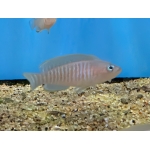 Multi Stripe Shell Dweller Neolamprologus multifasciatus - Image 2
