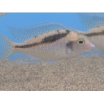 Mylochromis Guentheri - Image 1